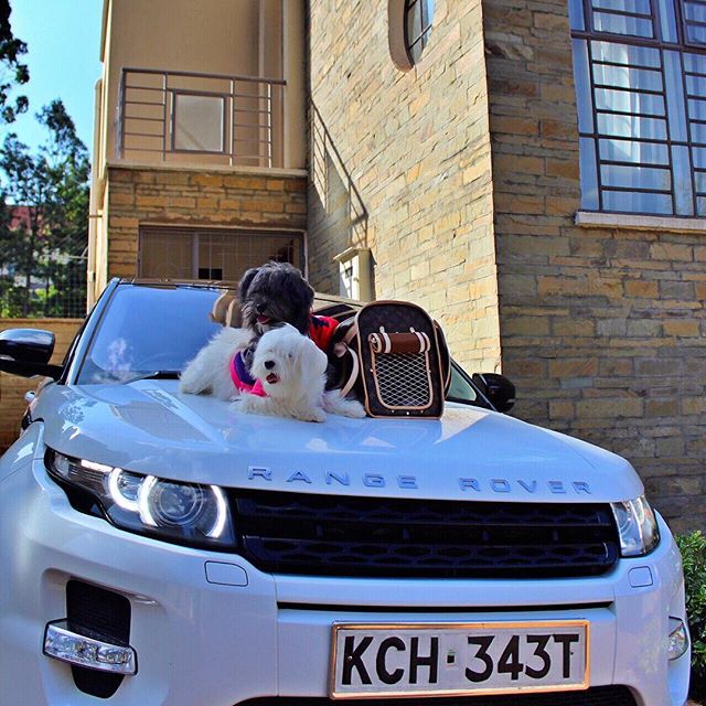 Vera Sidika's white range rover