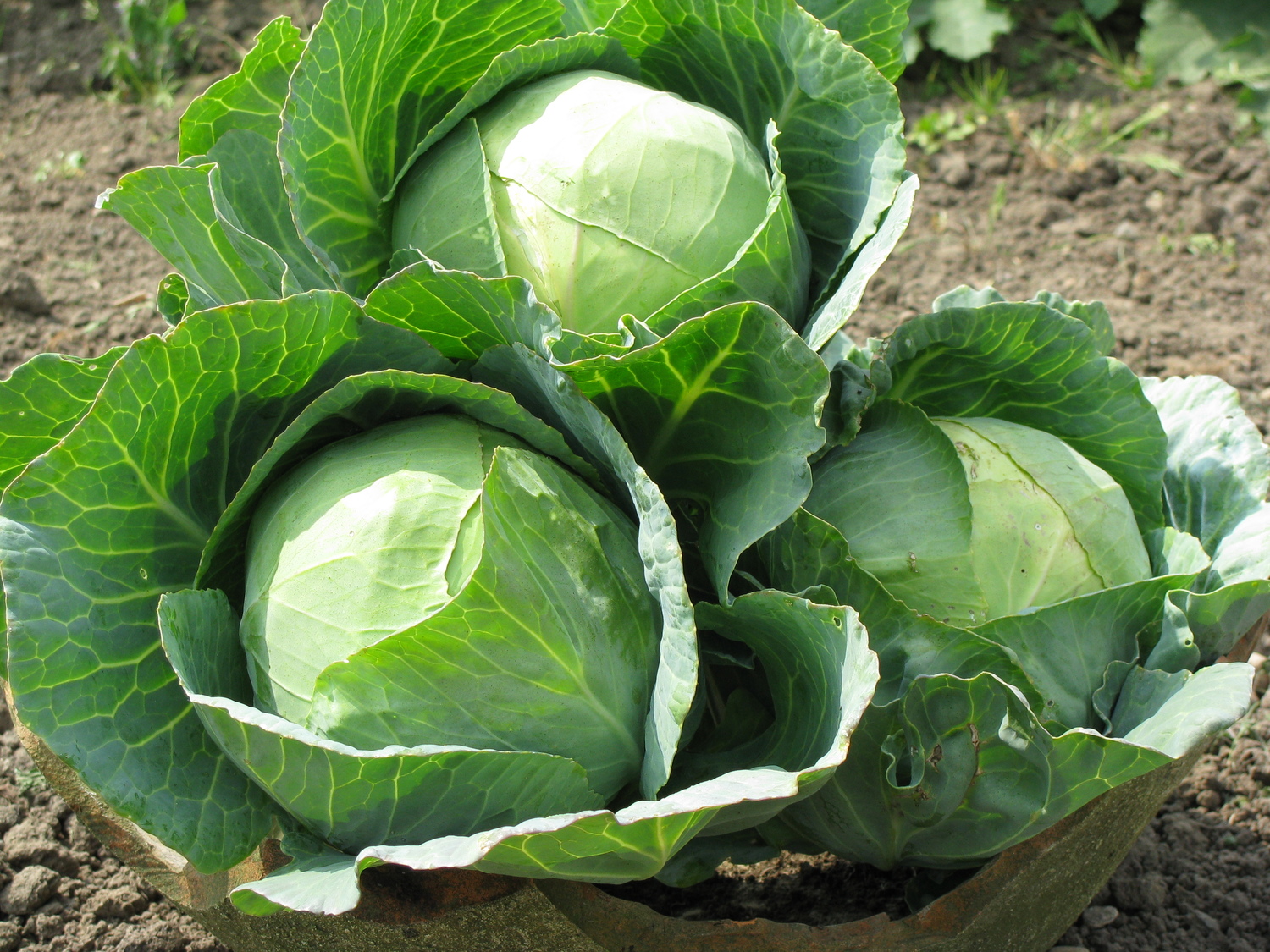 Spring Cabbages usually helps to curb ulcers. Photo credit: courtesy