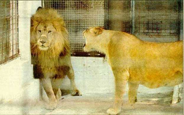 lioness scaring a lion