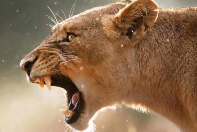 Confined So Graceful Building Opinions Whatever Trifling