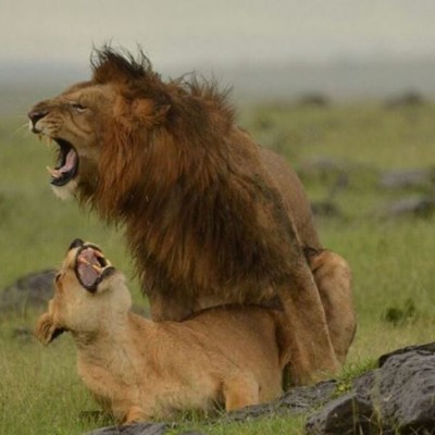 Who Said Kenyans Can’t Produce Their Own Action Movies. Action Movie ‘The Rejected Stone’ Is Finally Here