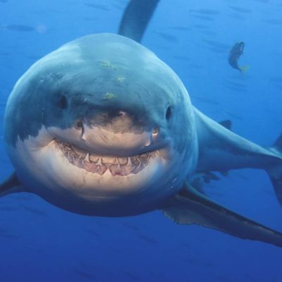 This is the most touching video you will ever see in 2016