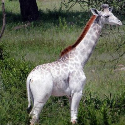 the hunk, Mwai Kibaki’s grandson Sean Andrew