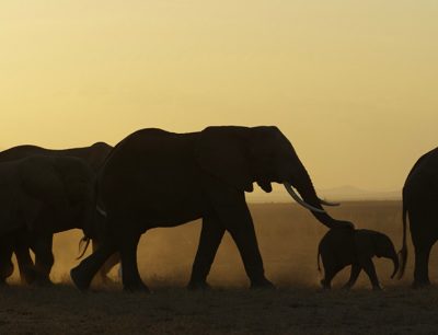 Follow Kwesta’s tweets in real-time