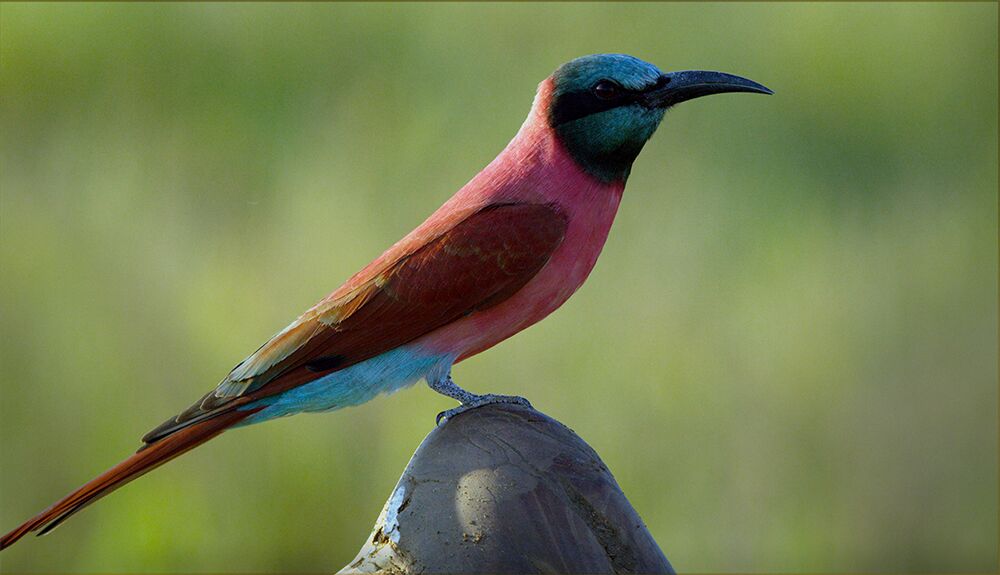 Carmine Bee Eater, The Elephant Queen ©Wild Inspiration Ltd 2019. Photo credit: Christina Engell Andersen (Yolanda Andersen)