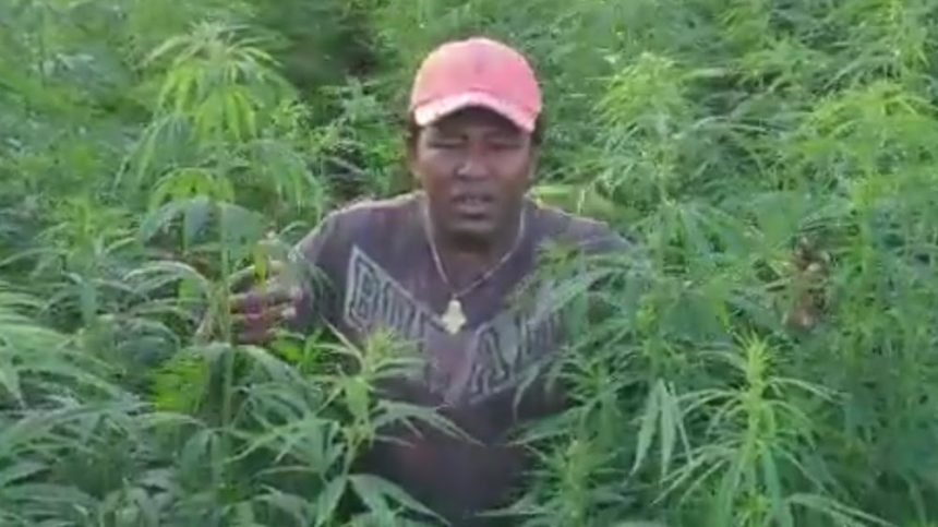 Narok Senator in a vast marijuana farm in Lithuania