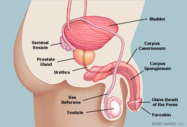 Penis transplant in Kenya
