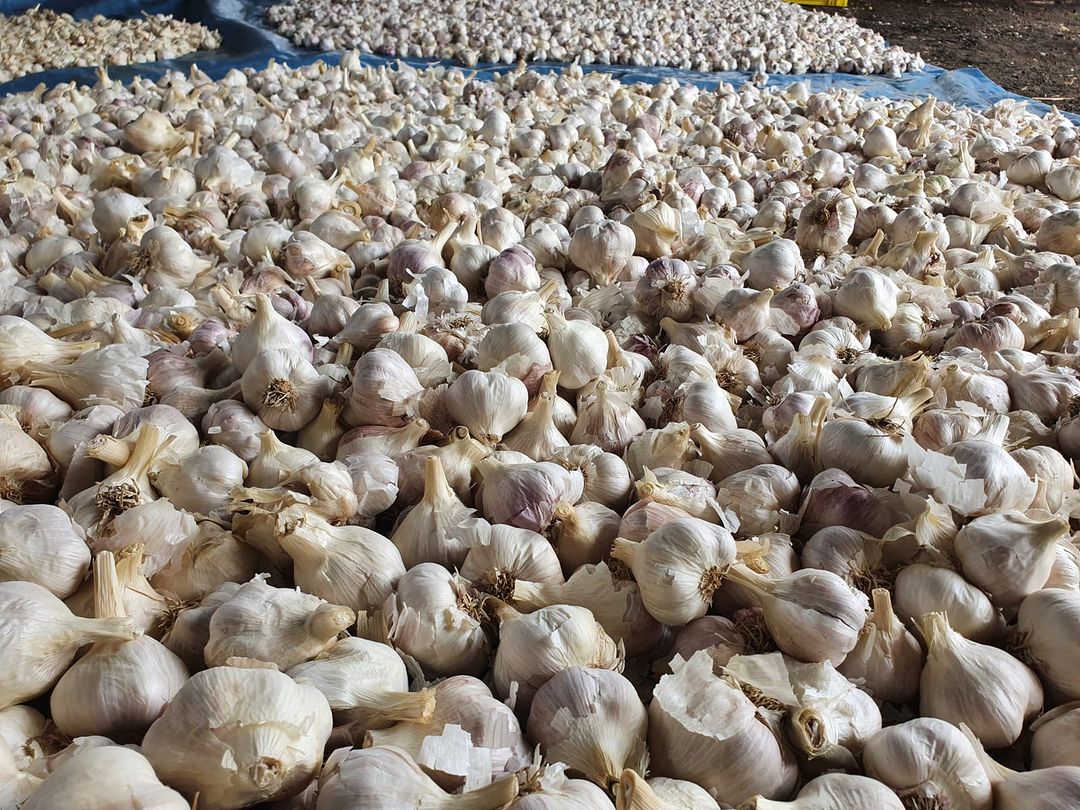 Fresh and ready for market
